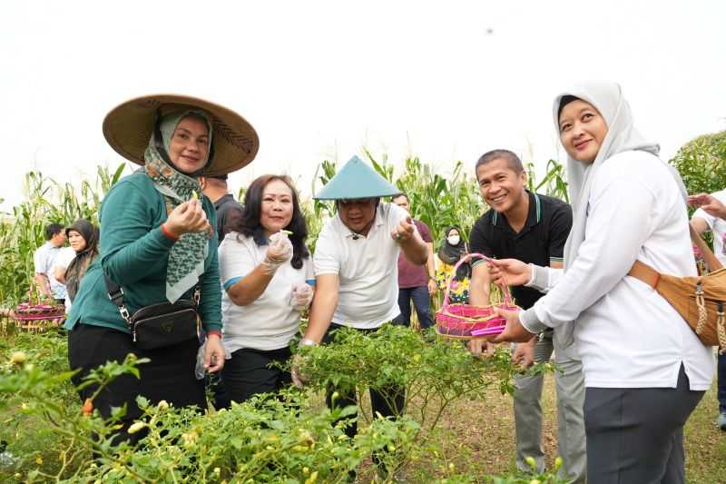 Kelompok Tani di Jakbar kembali Sukses Panen Jagung dan Cabai